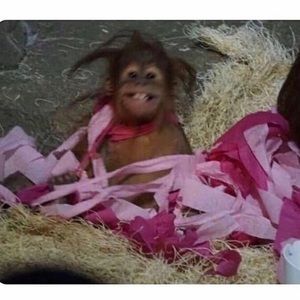 Meet your Posher, Grace